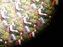 DSCN6850.jpg